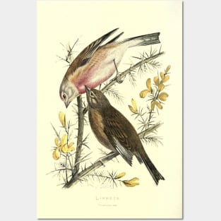 Linnets Posters and Art